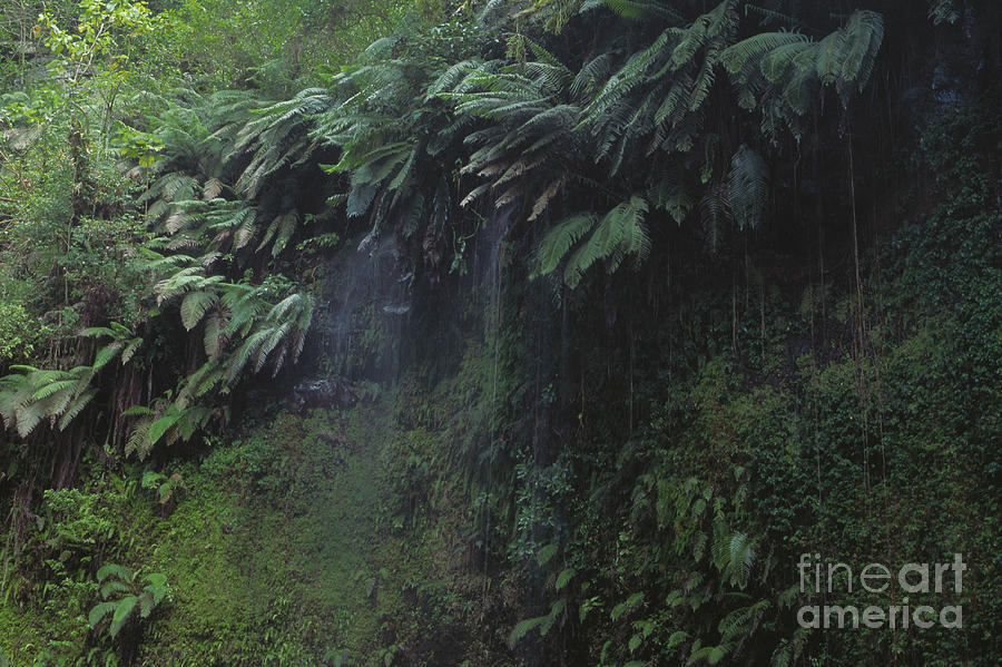 Rainforest #4 Photograph by Art Wolfe