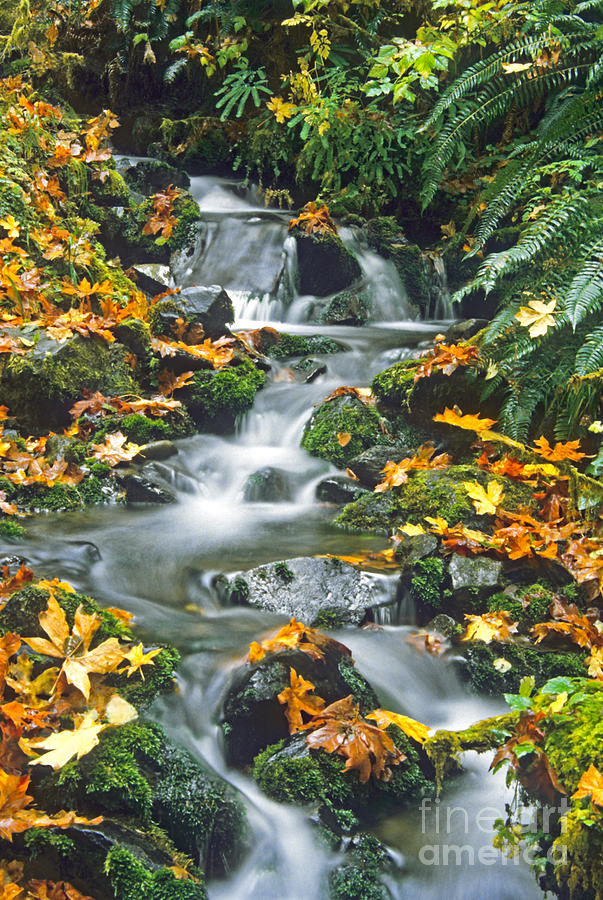 Rainforest Stream #4 Photograph by Richard and Ellen Thane