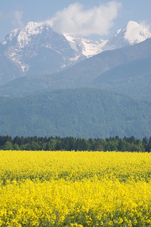 rapeseed field in Brnik with Kamnik Alps in the background Photograph by Ian Middleton