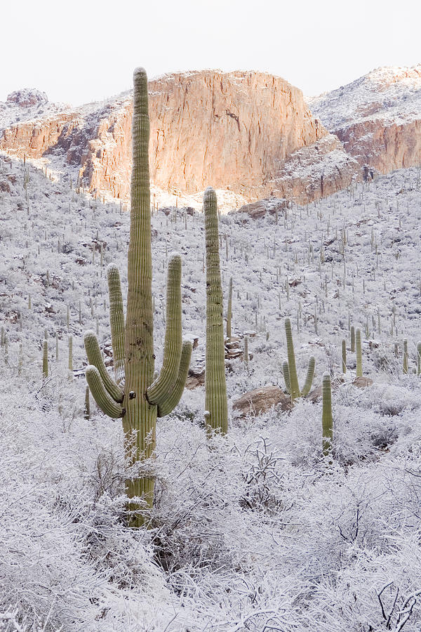 Rare Desert Snow On Saguaro Cactus Photograph by Craig K. Lorenz - Pixels