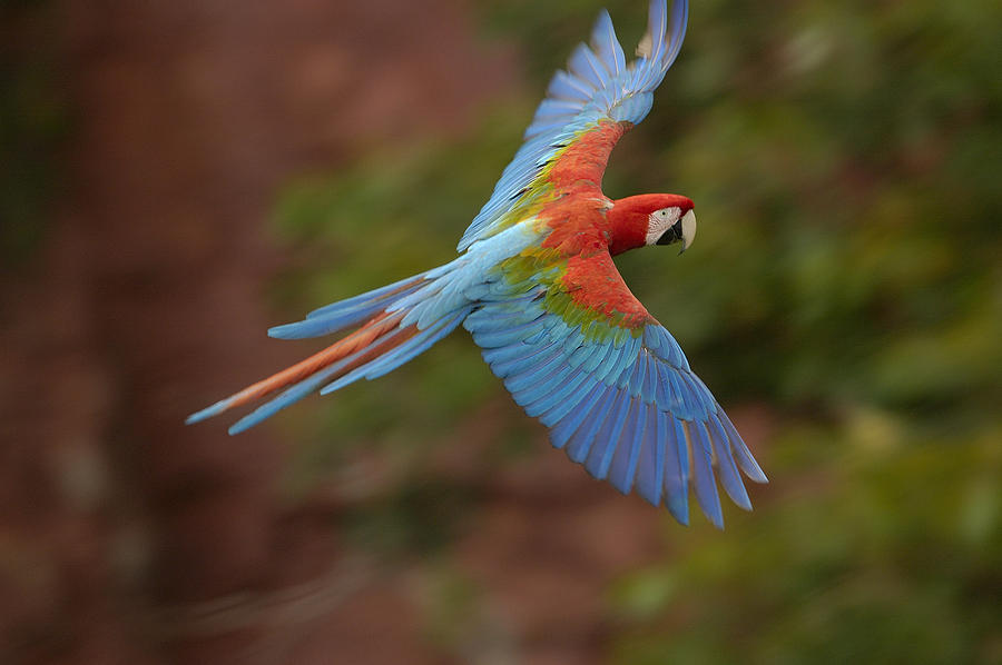 Red And Green Macaw Flying  Brazil #4 Photograph by Pete Oxford