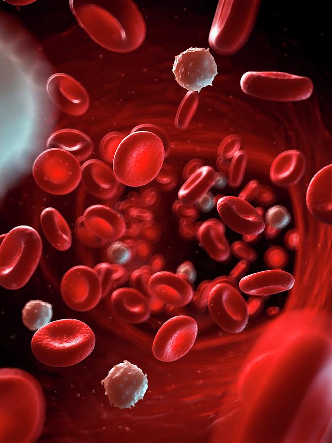 Illustration Photograph - Red And White Blood Cells #4 by Sebastian Kaulitzki