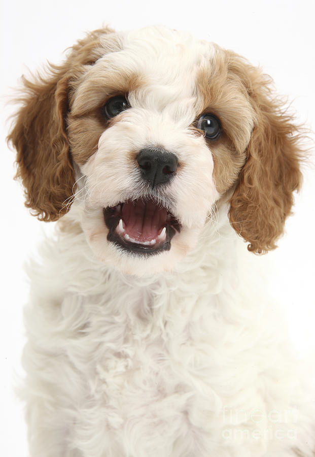 Red-and-white Cavapoo Puppy #4 Photograph by Mark Taylor