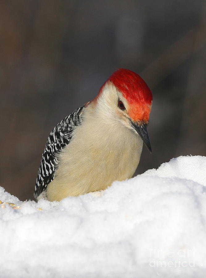 Woodpecker Photograph - Red-Bellied Woodpecker #5 by Ken Keener