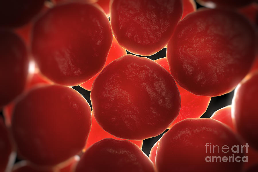 Red Blood Cells #4 Photograph by Science Picture Co