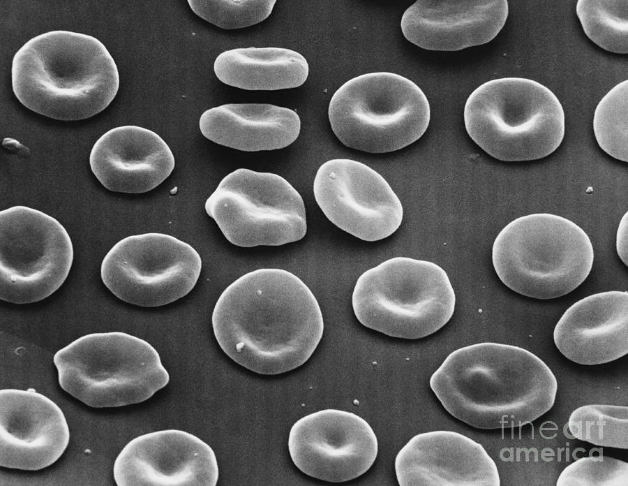 Red Blood Cells Sem Photograph by David M. Phillips - Fine Art America