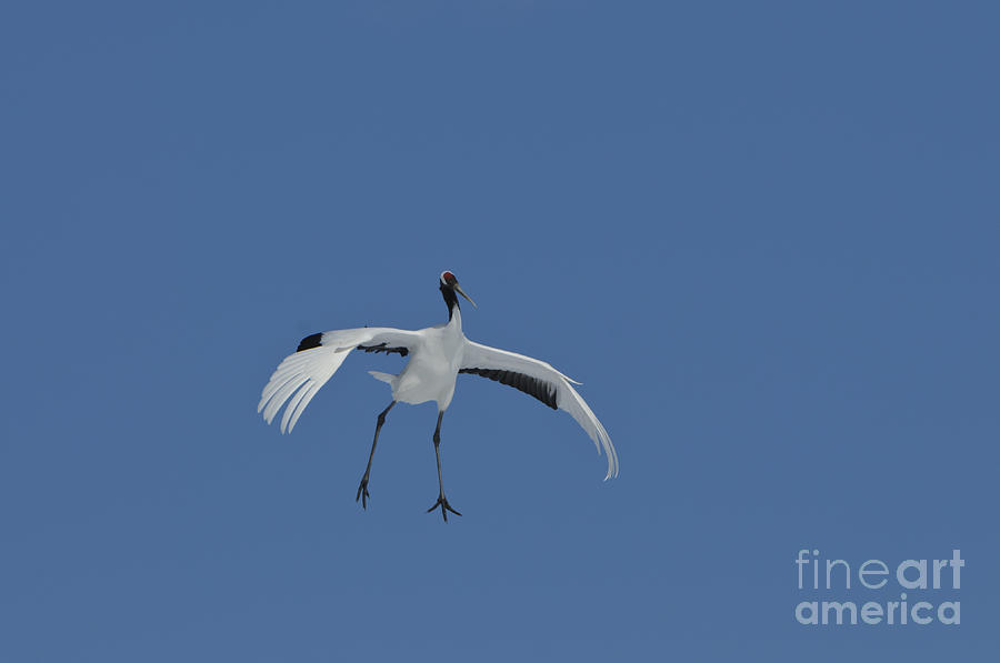 Crane Photograph - Red-crowned Crane #4 by John Shaw