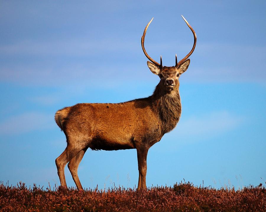 Red deer stag #4 Photograph by Gavin Macrae