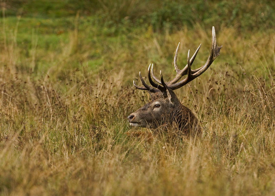 Red Deer Stag #4 Photograph by Paul Scoullar