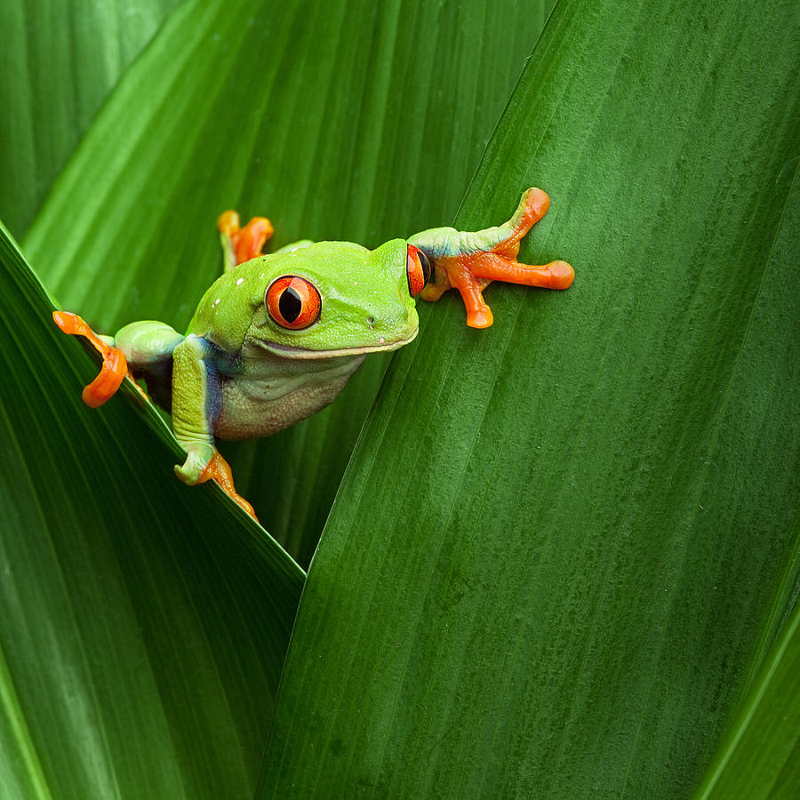 Jungle Photograph - Red Eyed Tree Frog  #4 by Dirk Ercken