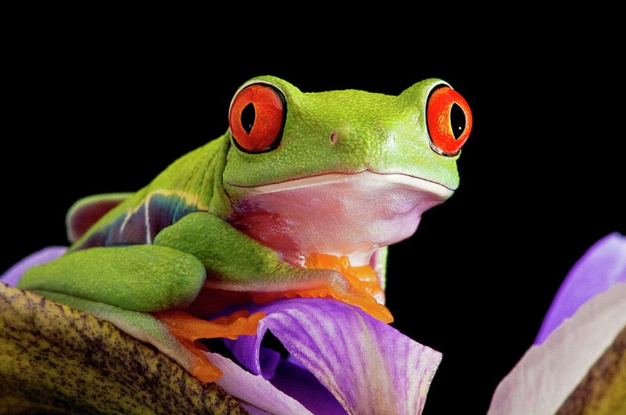 Red-eyed Tree Frog Photograph by Linda Wright