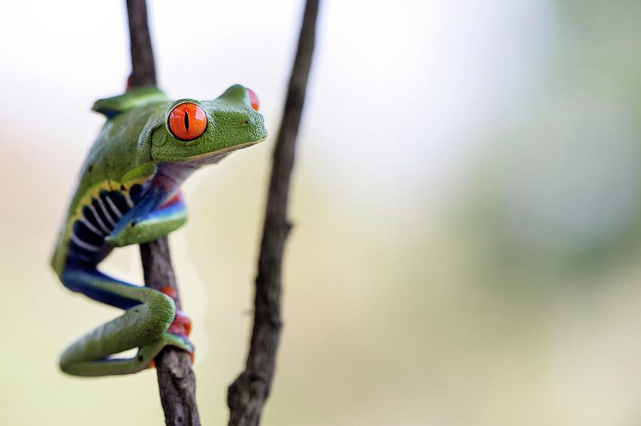 Red-eyed Tree Frog #4 Photograph by Nicolas Reusens