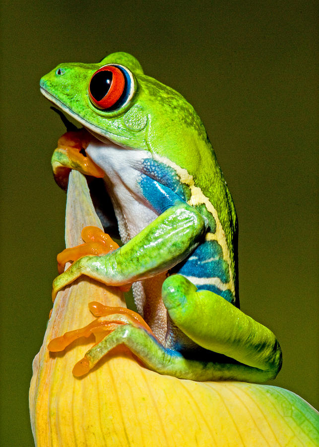 Wildlife Photograph - Red-eyed Treefrog #6 by Millard H Sharp