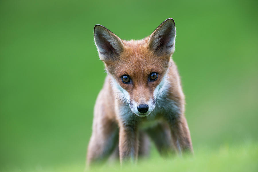 Red Fox Cub Portrait #4 Photograph by James Warwick