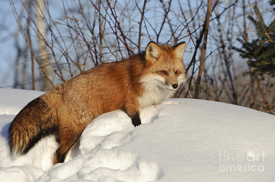 Red Fox Photograph by John Shaw