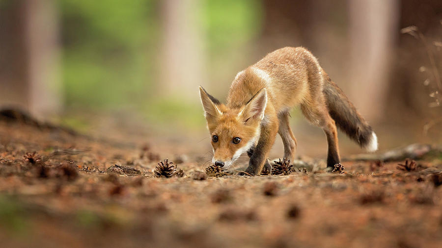 Wildlife Photograph - Red Fox #4 by Milan Zygmunt