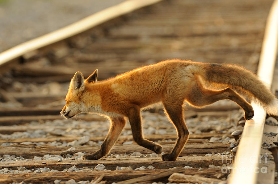 Fox Photograph - Red Fox #4 by Scott Linstead