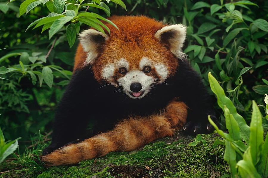 Red Panda #4 Photograph by Thomas And Pat Leeson