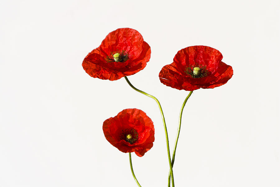 Red Poppies #4 Photograph by Maria Heyens