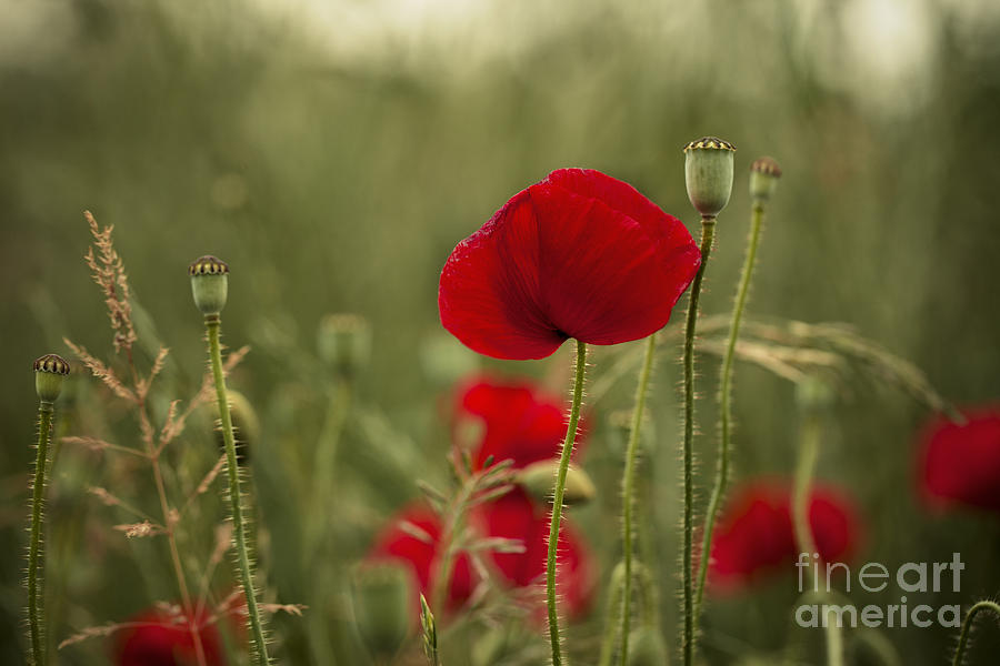Poppy Photograph - Red Poppy Flowers by Nailia Schwarz