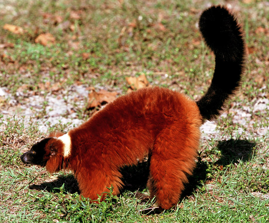 Red-ruffed Lemur #4 Photograph by Millard H. Sharp