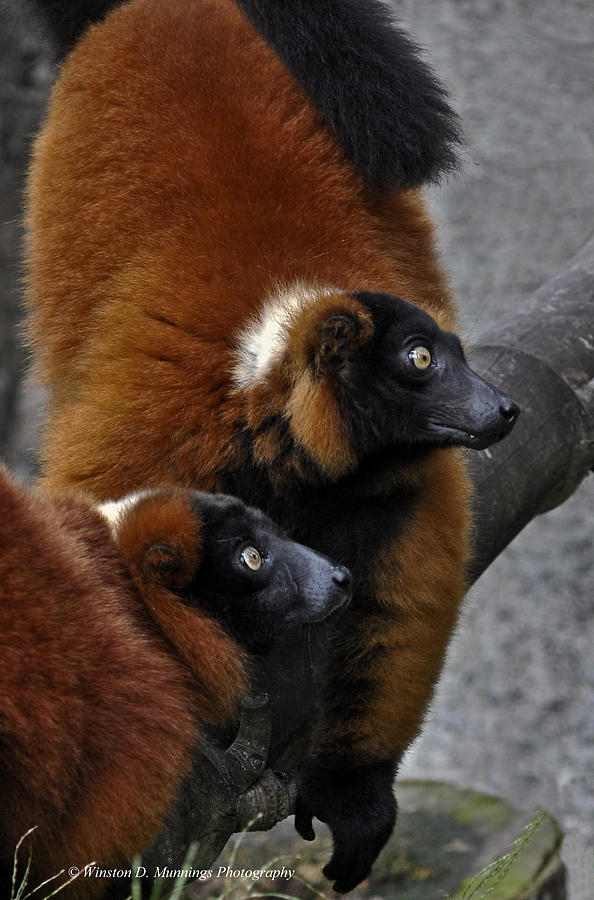 Red Ruffed Lemur Photograph - Red-ruffed Lemur #4 by Winston D Munnings