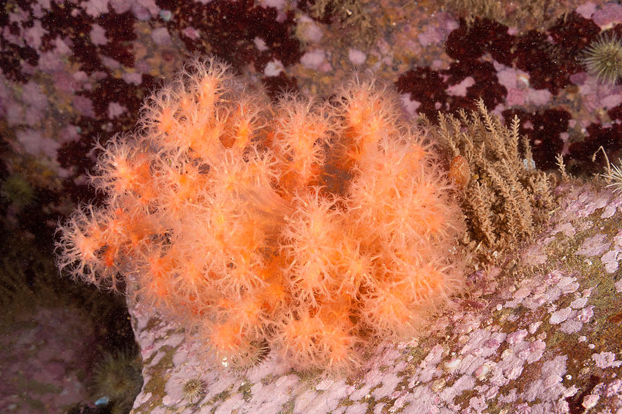 Red Soft Coral #4 Photograph by Andrew J. Martinez
