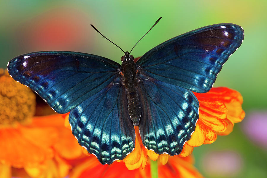 Red Spotted Purple Butterfly, Limenitis Photograph by Darrell Gulin ...