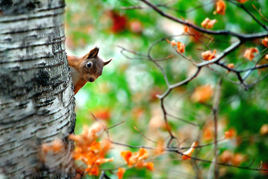Red squirrel #4 Photograph by  Gavin Macrae