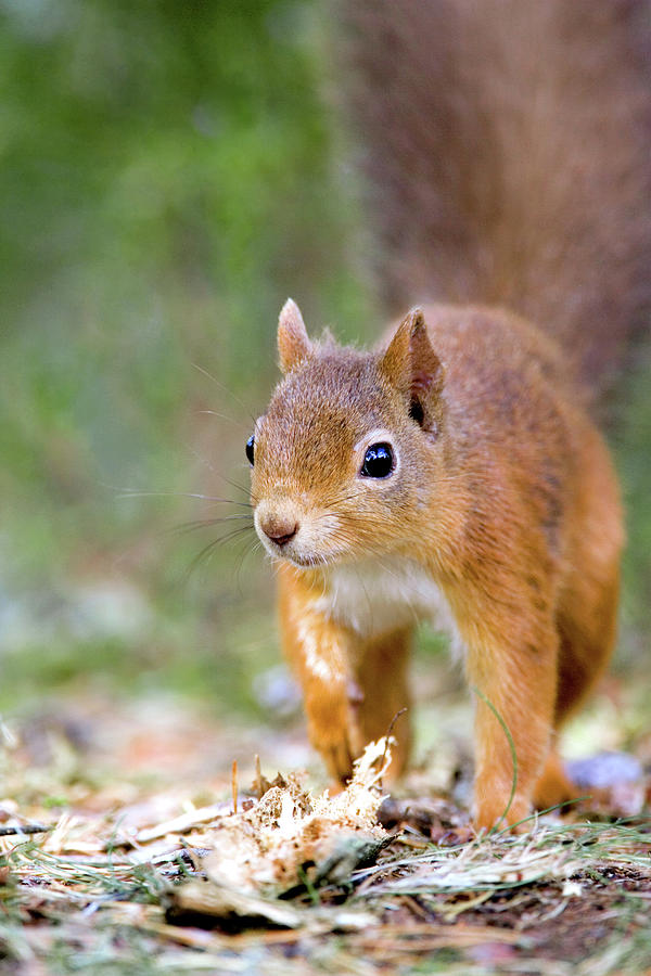 Summer Photograph - Red Squirrel #4 by John Devries/science Photo Library