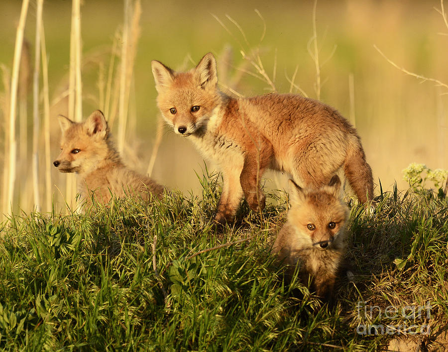 Red-tailed Fox Kits #7 Photograph by Dennis Hammer