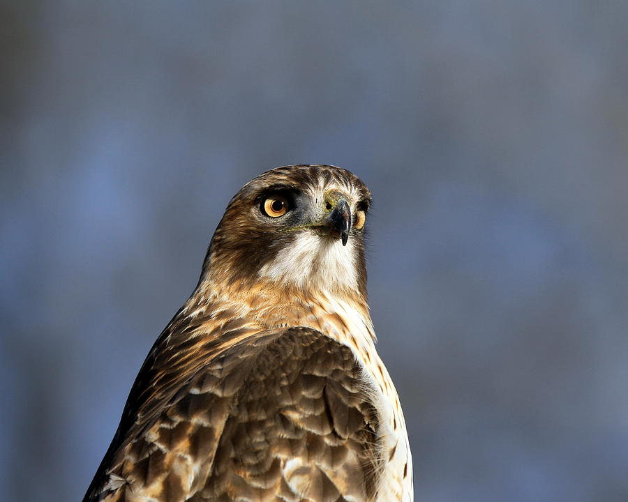 Animal Photograph - Red Tailed Hawk #4 by Henry Gray