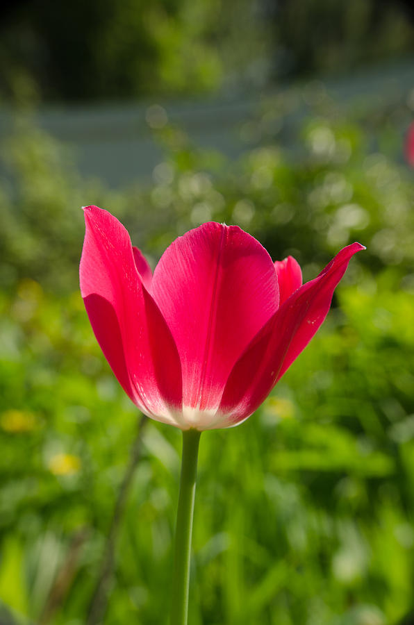 Red Tulip on the green background #4 Photograph by Michael Goyberg