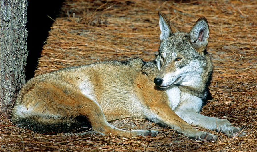 Red Wolf Canis Rufus Photograph By Millard H. Sharp - Pixels