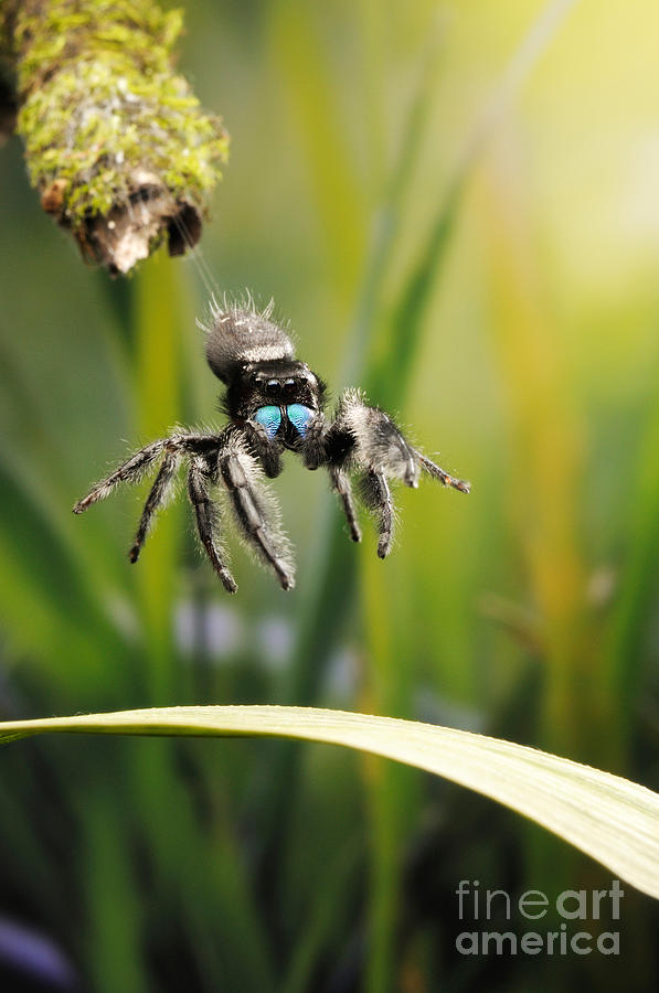 Regal Jumping Spider Jumping #3 Photograph by Scott Linstead