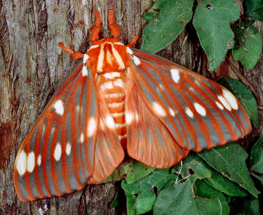 Regal Moth Citheronia Regalis #4 Photograph by Millard H. Sharp