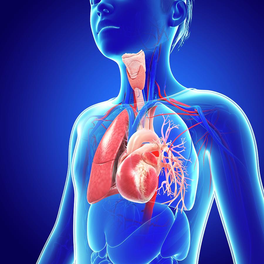 Respiratory System Photograph By Pixologicstudioscience Photo Library