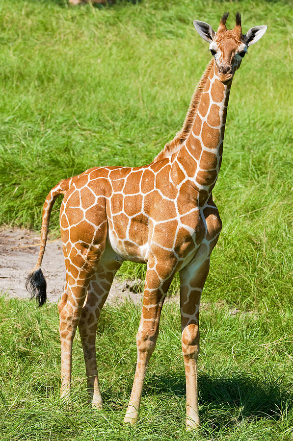 Reticulated Giraffe 6 Week Old Calf #4 Photograph by Millard H. Sharp