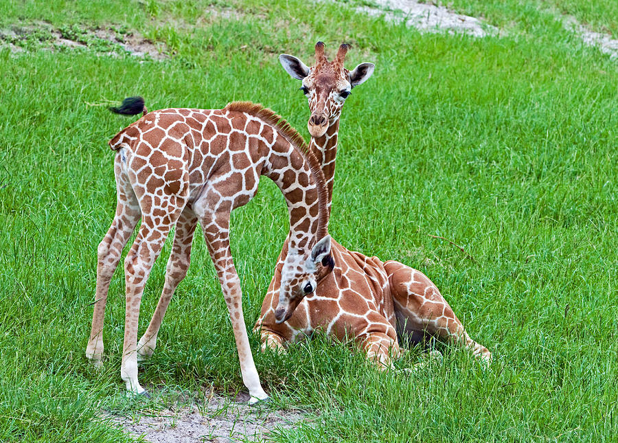 Reticulated Giraffe Juvenile & Calf #4 Photograph by Millard H. Sharp