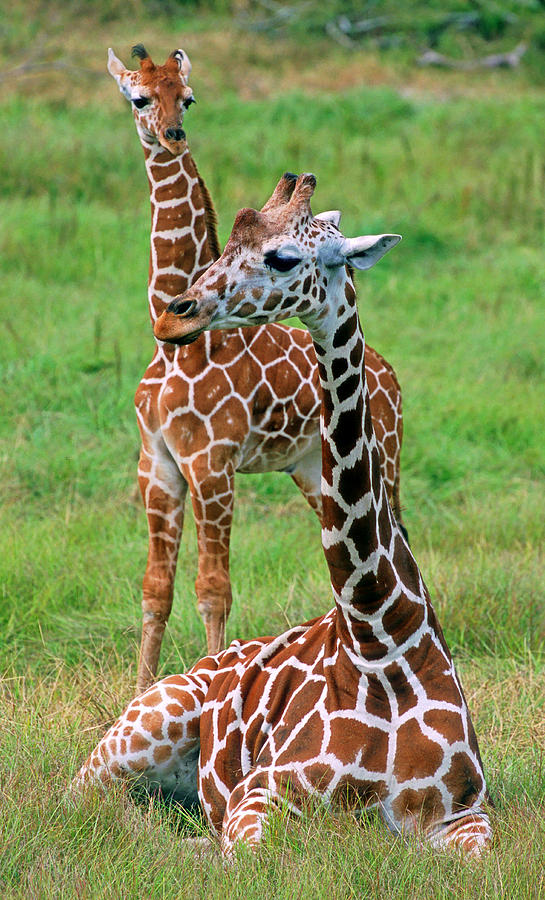 Reticulated Giraffes #4 Photograph by Millard H. Sharp