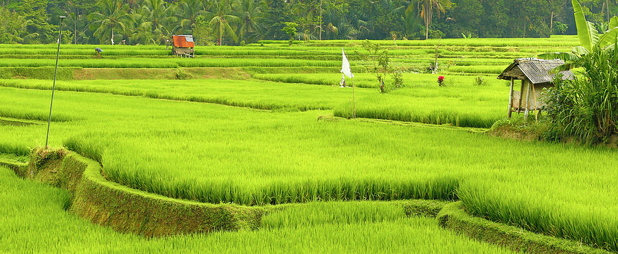 Rice Field, Bali, Indonesia #4 Photograph by Bob Pool