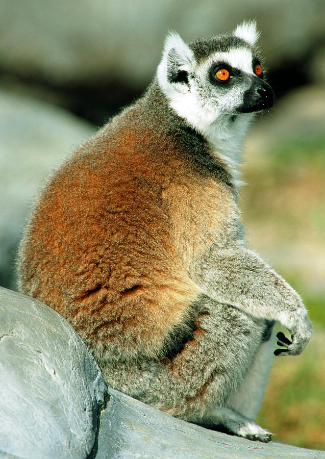 Ring-tailed Lemur Lemur Catta #4 Photograph by Millard H. Sharp