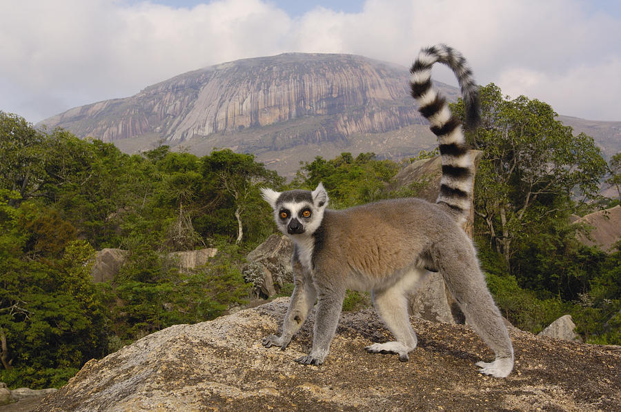 Ring-tailed Lemur Madagascar #4 Photograph by Pete Oxford