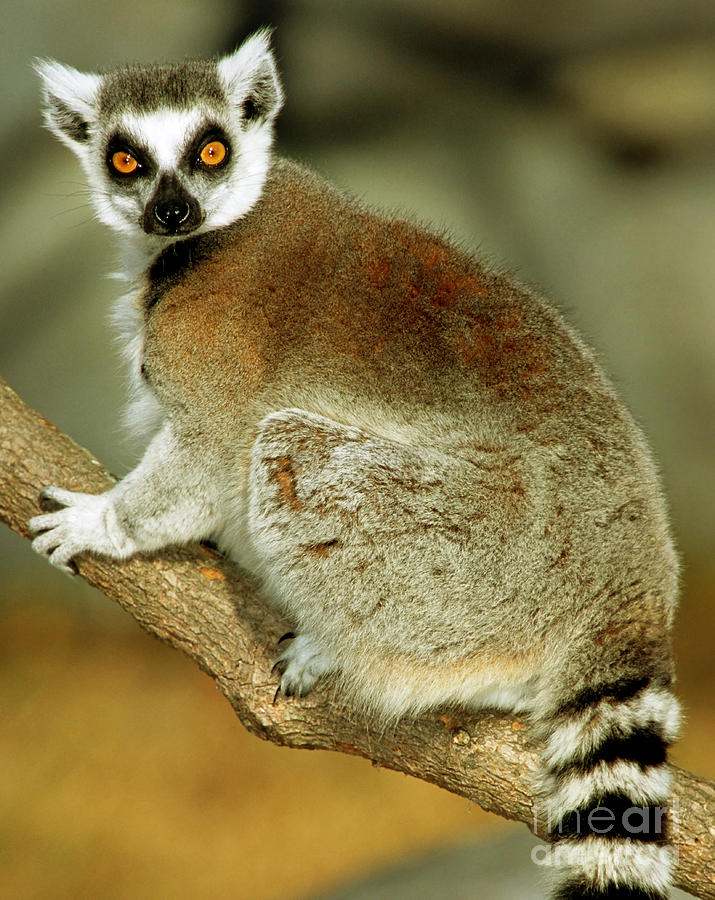 Ring-tailed Lemur #4 Photograph by Millard H. Sharp