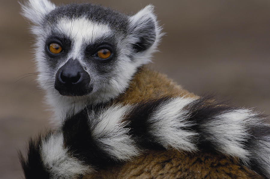 Ring-tailed Lemur Portrait Madagascar #4 Photograph by Pete Oxford