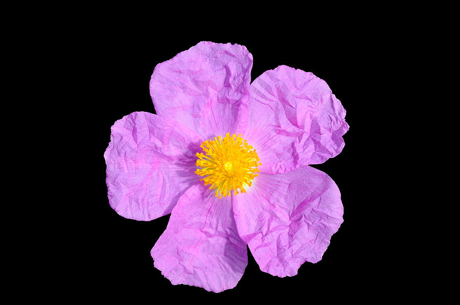 Rockrose Flower Digital Art
