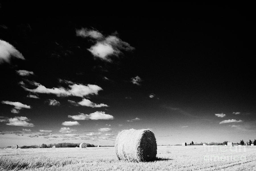 Landscape Photograph - rolled hay bales on the prairies after harvest Saskatchewan Canada #4 by Joe Fox