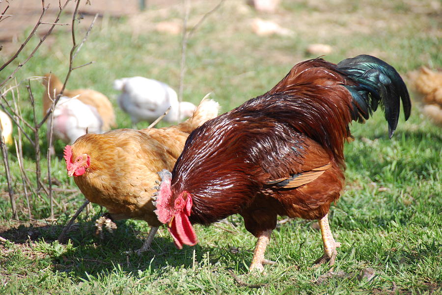 Rooster Photograph By Thea Wolff - Fine Art America