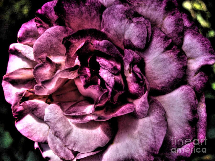 Purple Velvet Rose Photograph by Nina Ficur Feenan