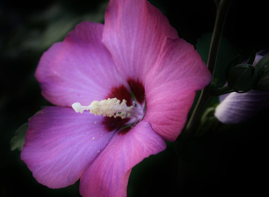 Nature Photograph - Rose of Sharon #4 by Bruce Bley
